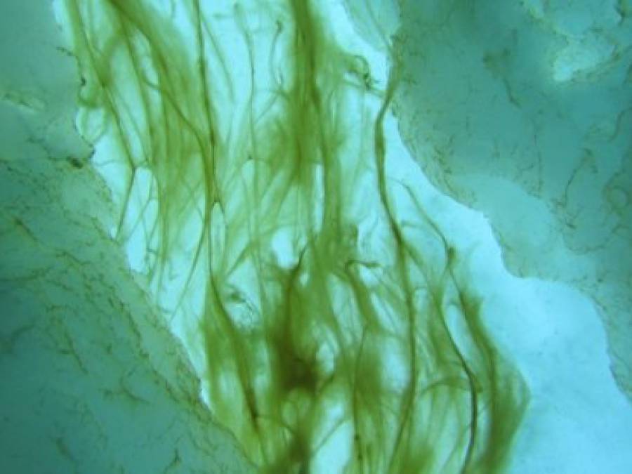 Arctic Ice Algae Heavily Contaminated With Microplastics